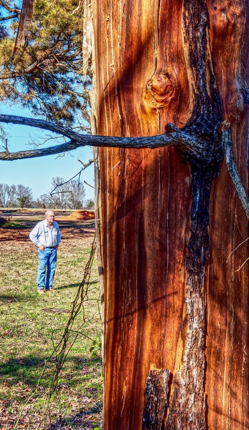 Doug Lee looks at a tree that was stripped of its bark by an apparent lightning strike.
